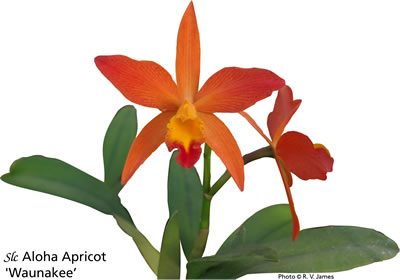 slc aloha apricot.jpg